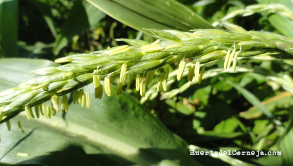Inflorescencias masculinas de maíz morado