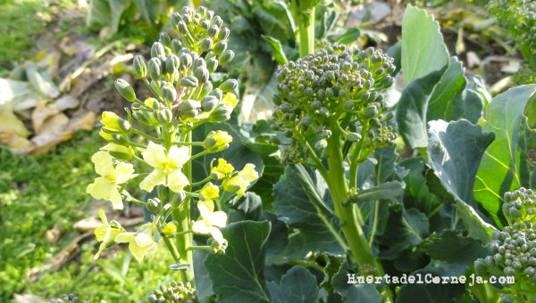 Brócoli en flor
