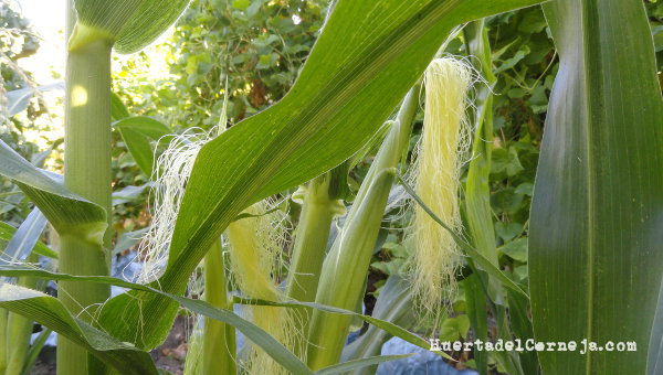 sembrar  y cultivar maiz morado_2