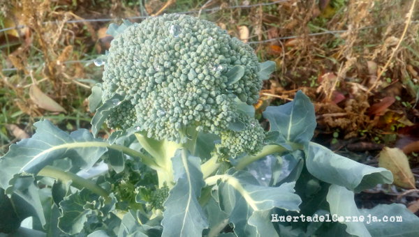 Brócoli en la huerta