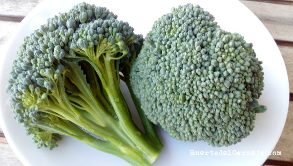 Brócoli. La verdura del siglo XXI