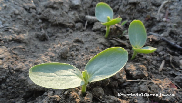 Calabaza esponja vegetal germinando