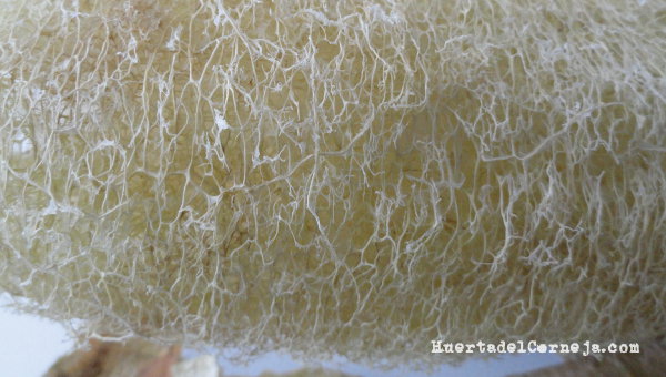 Detalle del xilema la esponja vegetal