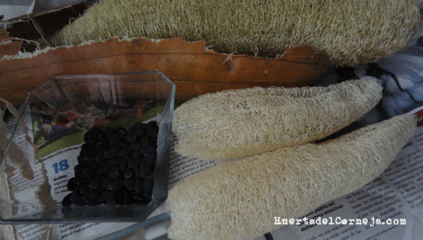 Calabazas de esponjas vegetales pelada, lavadas y semillas