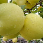 Cómo cultivar manzanas golden