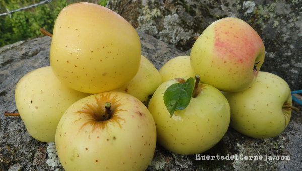 manzanas golden recién recolectadas