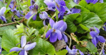 Violetas silvestres