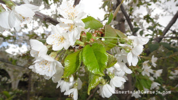 Flores de cerezos de monte