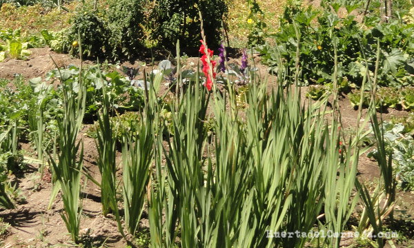 Gladiolos cultivados