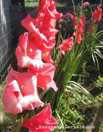 Tallos florales de gladiolos