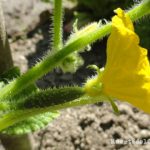 Cómo sembrar y cultivar pepinos