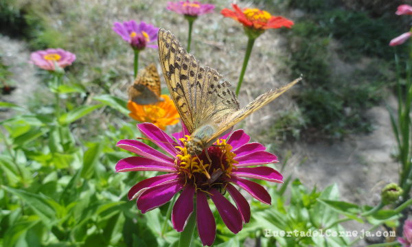 Mariposa libando una flor de cinia
