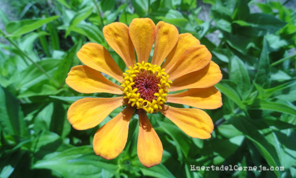 Flores de Zinnia en tonos anaranjados
