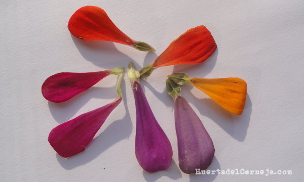 Zinnia flores liguladas de distintos colores