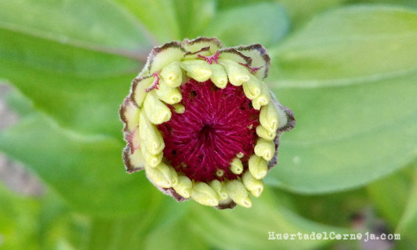 Zinnia, botón floral