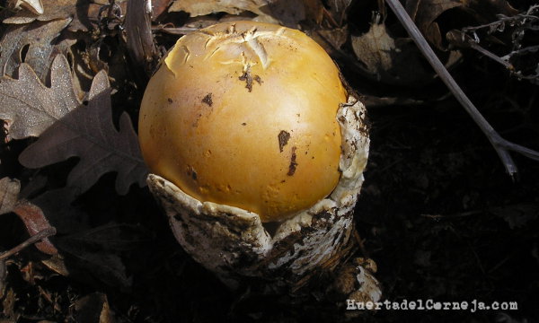 Huevo de A. caesarea