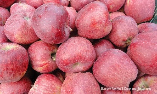 nuestras manzanas rayadas