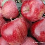 Starking, las manzanas rojas rayadas