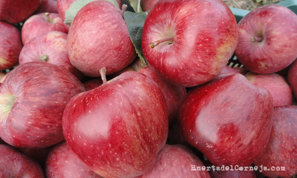 Starking, las manzanas rojas rayadas