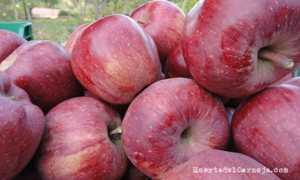 Manzanas starking recolectadas