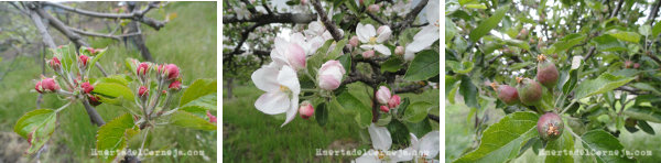 Flores y pequeñas manzanas de la variedad starking
