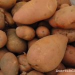 Cultivo de patatas tardías