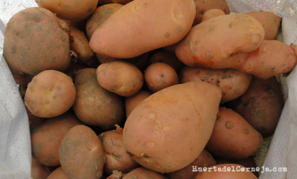 Cultivo de patatas tardías