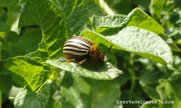 Escarabajo de la patata (Leptinotarsa decemlineata Day)
