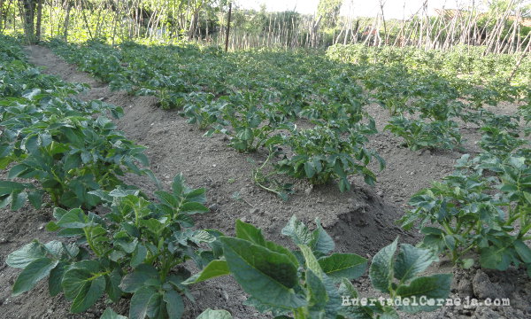 Patatas. Desarrollo vegetativo