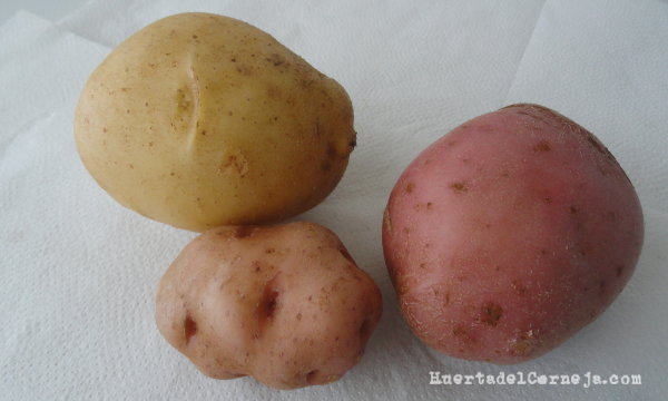 Patata lavadas (blanca temprana, de Gredos y roja tardía)