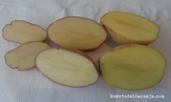 Patatas fina de Gredos, Desiree y blanca temprana