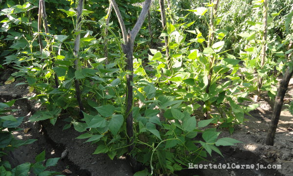 legumbres creciendo, pipos caretos