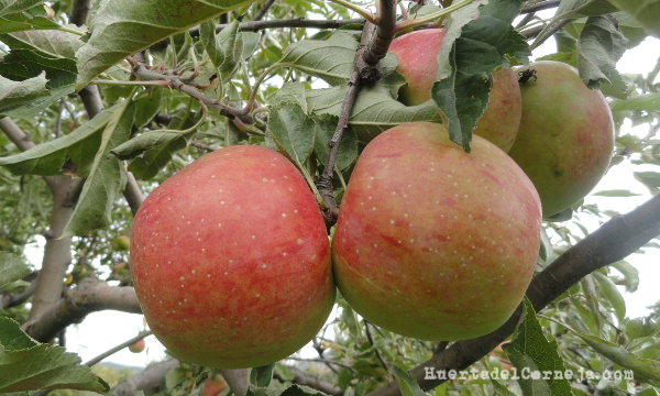 Manzanas Elstar
