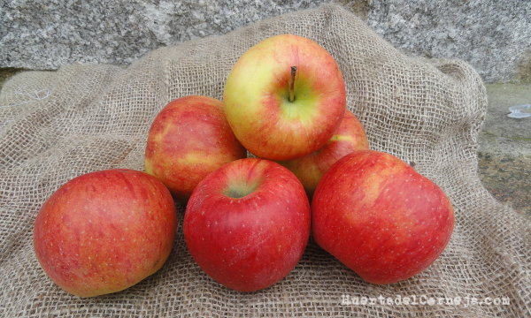Manzanas Elstar