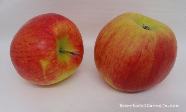 Dos manzanas Elstar