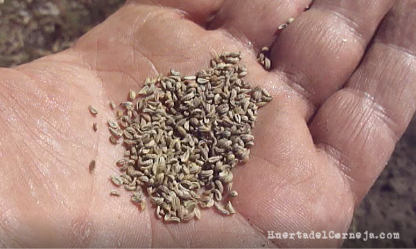 semillas de perejil