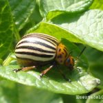 Control de los escarabajos de la patata en la huerta