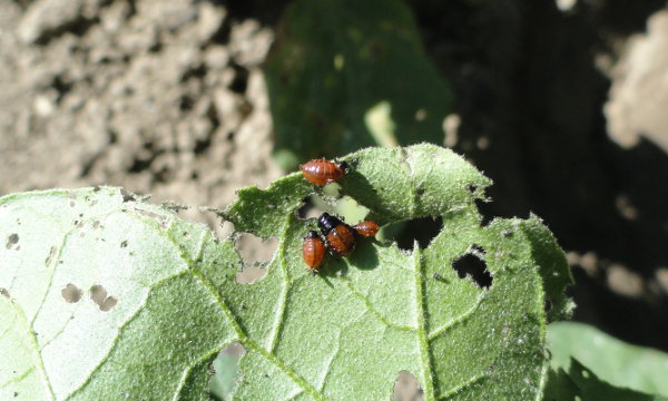 Larvas jóvenes de escarabajo