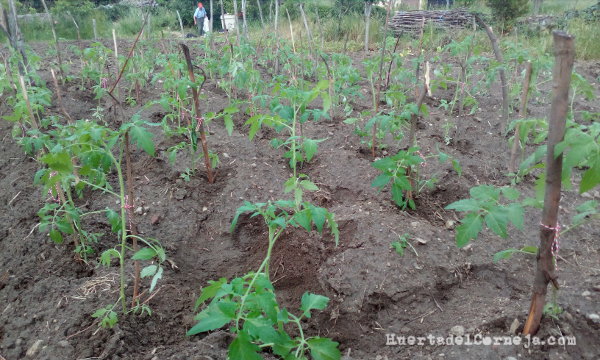 Tomates recién sembrados