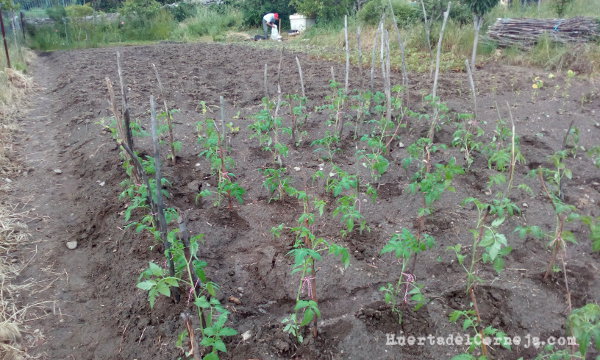 Tomates recién plantados. Alerta por covid