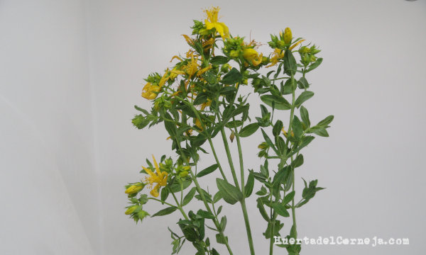 Planta de hipérico en flor