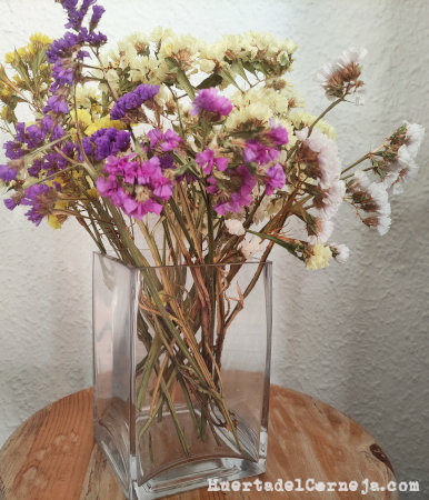 Cultivo de flores secas: estátice o limonium. - Huerta del Corneja