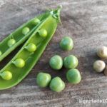 Diez consejos para el cultivo de guisantes verdes