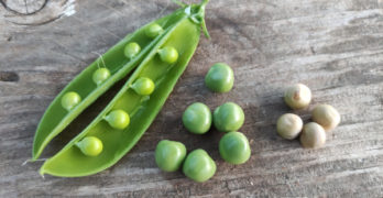 Diez consejos para el cultivo de guisantes verdes
