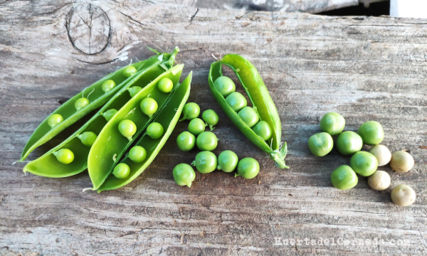 Diez consejos para el cultivo de guisantes verdes para autoconsumo