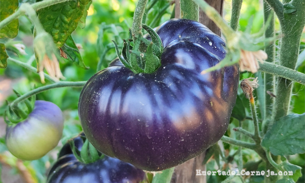 Cultivo de tomates azules en la huerta